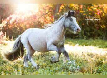 Tinkerhäst, Hingst, 2 år, 148 cm, Leopard-Piebald