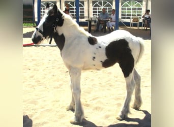 Tinkerhäst, Hingst, 2 år, 148 cm, Pinto