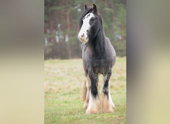 Tinkerhäst, Hingst, 3 år, 140 cm, Grå-blå-brun