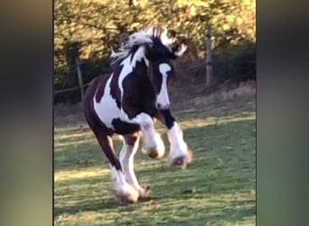 Tinkerhäst, Hingst, 4 år, 148 cm, Tobiano-skäck-alla-färger