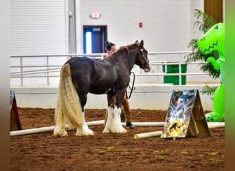 Tinkerhäst, Hingst, 4 år, Brun