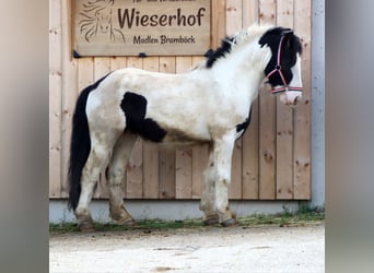 Tinkerhäst, Hingst, 5 år, 140 cm, Pinto