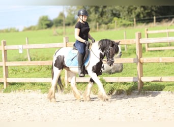 Tinkerhäst, Hingst, 6 år, 130 cm, Pinto