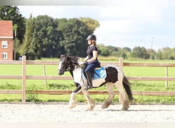 Tinkerhäst, Hingst, 6 år, 130 cm, Pinto