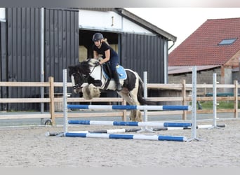 Tinkerhäst, Hingst, 6 år, 130 cm, Pinto