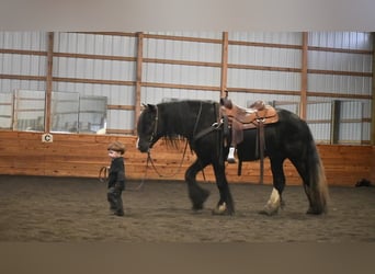 Tinkerhäst, Hingst, 6 år, 145 cm, Svart