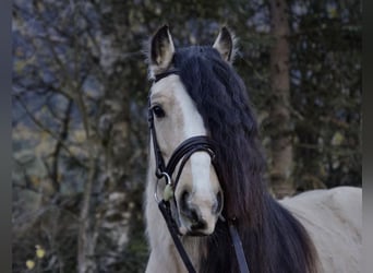 Tinkerhäst, Hingst, 7 år, 133 cm, Gulbrun