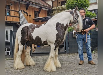 Tinkerhäst, Hingst, 7 år, 148 cm, Tobiano-skäck-alla-färger