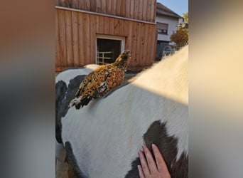 Tinkerhäst, Hingst, 7 år, 148 cm, Tobiano-skäck-alla-färger