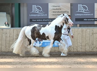 Tinkerhäst, Hingst, 7 år, 148 cm