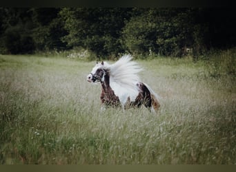 Tinkerhäst, Hingst, 7 år, 148 cm