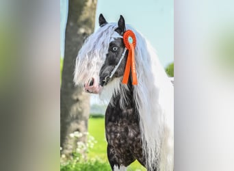 Tinkerhäst, Hingst, 7 år, 148 cm