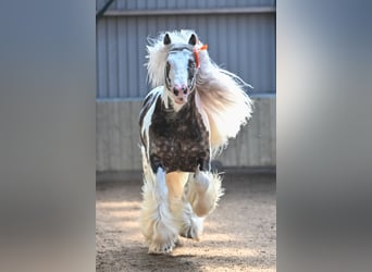 Tinkerhäst, Hingst, 8 år, 148 cm, Tobiano-skäck-alla-färger