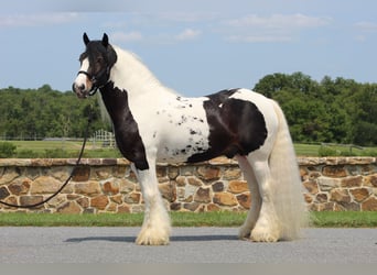 Tinkerhäst, Hingst, 8 år, 152 cm