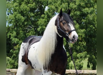 Tinkerhäst, Hingst, 8 år, 152 cm