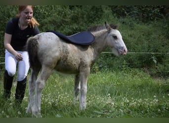 Tinkerhäst, Hingst, Föl (05/2024), 145 cm, Leopard-Piebald