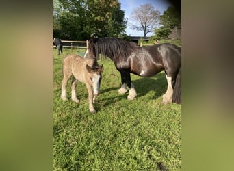 Tinkerhäst, Hingst, Föl (04/2023), 148 cm, Mörkbrun