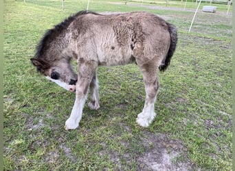 Tinkerhäst, Hingst, Föl (04/2023), 148 cm, Mörkbrun
