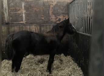Tinkerhäst, Hingst, Föl (04/2023), 148 cm, Mörkbrun