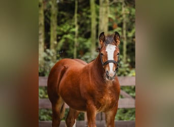 Tinkerhäst, Hingst, Föl (06/2024), 160 cm, Brun