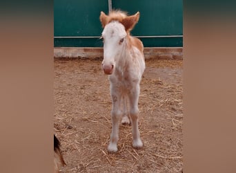 Tinkerhäst, Hingst, Föl (04/2024), Sabino