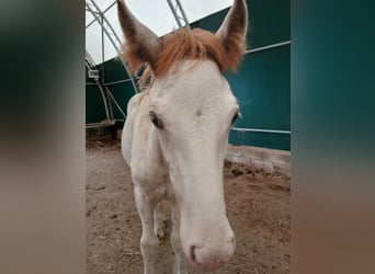 Tinkerhäst, Hingst, Föl (04/2024), Sabino