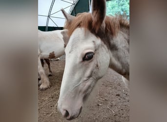 Tinkerhäst, Hingst, Föl (04/2024), Sabino