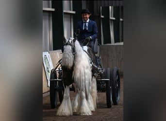 Tinkerhäst, Hingst, 7 år, 148 cm, Tobiano-skäck-alla-färger