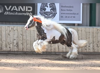 Tinkerhäst, Hingst, 7 år, 148 cm, Tobiano-skäck-alla-färger