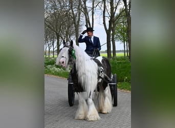 Tinkerhäst, Hingst, 7 år, 148 cm