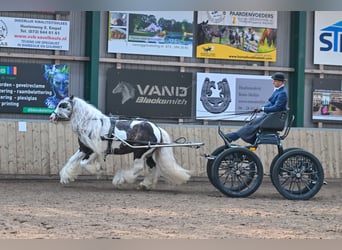 Tinkerhäst, Hingst, 7 år, 148 cm