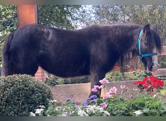 Tinkerhäst, Sto, 10 år, 129 cm, Svart