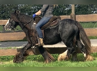 Tinkerhäst, Sto, 10 år, 129 cm, Svart