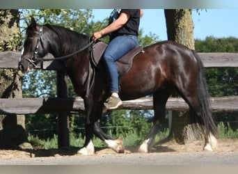 Tinkerhäst, Sto, 10 år, 133 cm, Svart