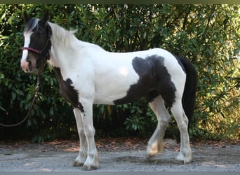 Tinkerhäst, Sto, 10 år, 136 cm, Pinto