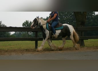 Tinkerhäst, Sto, 10 år, 140 cm, Pinto