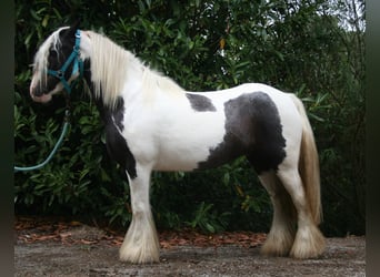 Tinkerhäst, Sto, 10 år, 140 cm, Pinto