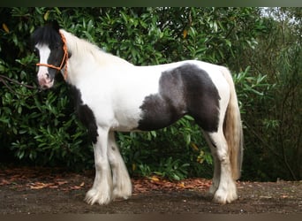 Tinkerhäst, Sto, 10 år, 142 cm, Pinto
