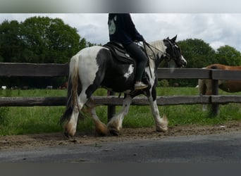 Tinkerhäst, Sto, 10 år, 143 cm, Pinto