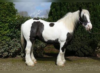 Tinkerhäst, Sto, 11 år, 133 cm, Pinto