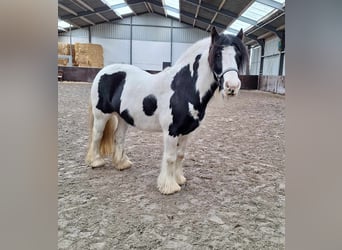 Tinkerhäst, Sto, 11 år, 146 cm, Pinto