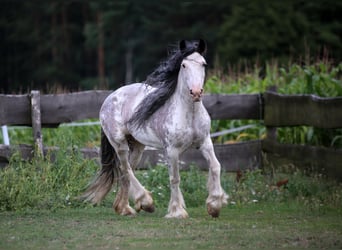 Tinkerhäst, Sto, 11 år, 149 cm, Sabino