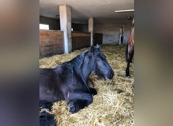 Tinkerhäst, Sto, 12 år, 141 cm, Rökfärgad svart