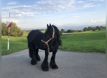 Tinkerhäst, Sto, 12 år, 141 cm, Rökfärgad svart