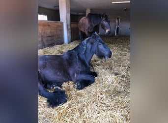 Tinkerhäst, Sto, 12 år, 141 cm, Rökfärgad svart