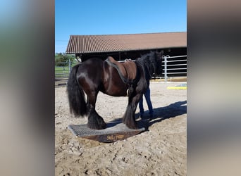 Tinkerhäst, Sto, 12 år, 141 cm, Rökfärgad svart