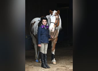 Tinkerhäst, Sto, 12 år, 147 cm, Tobiano-skäck-alla-färger
