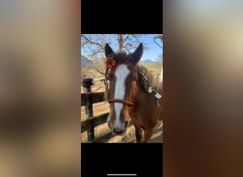 Tinkerhäst, Sto, 13 år, 140 cm, Ljusbrun