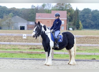 Tinkerhäst, Sto, 13 år, 152 cm, Pinto