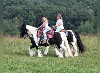 Tinkerhäst, Sto, 13 år, 152 cm, Tobiano-skäck-alla-färger